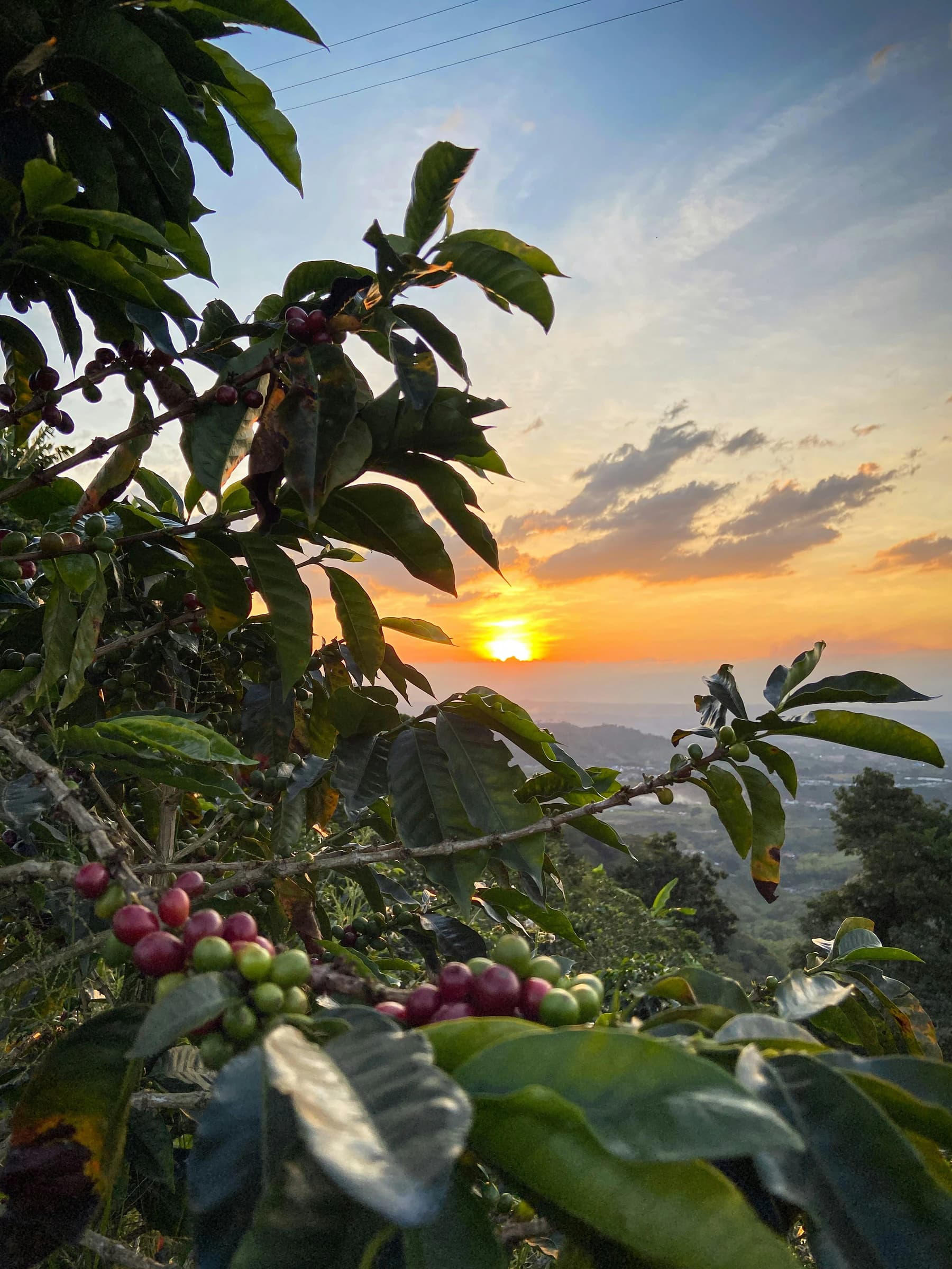 Branche de caféier devant un paysage colombien au coucher du soleil.